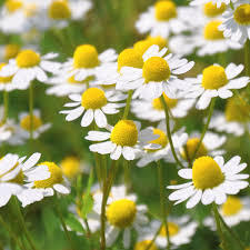 03 German Chamomile  (カモミール・ジャーマン)