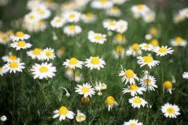 04 Roman Chamomile  (カモミール・ローマン)