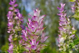 06 Clary Sage  (クラリセージ)