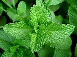 021 Spearmint(スペアミント)
