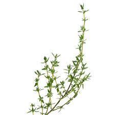 022 Thyme(タイム)